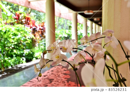 ハワイの休日 ハワイの休日 83526231