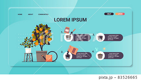 potted orange plant growing fruit tree in pot garden work farming infographic planting process concept potted orange plant growing fruit tree in pot garden work farming infographic planting process concept 83526665