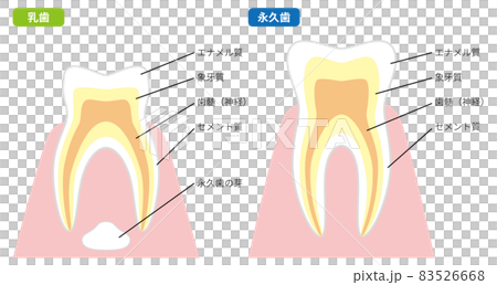 乳歯と永久歯の断面図 83526668