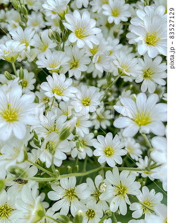満開の白い小さな花の背景 満開の白い小さな花の背景 83527129