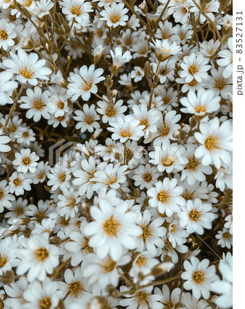 満開の白い小さな花の背景 満開の白い小さな花の背景 83527131