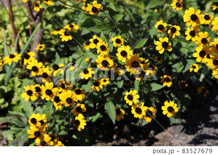 秋の公園に咲くリルドベキアタカオの黄色い花 秋の公園に咲くリルドベキアタカオの黄色い花 83527679