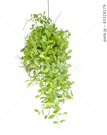 Green house ivy plant Hanging in flower pot isolated on white background 83528179