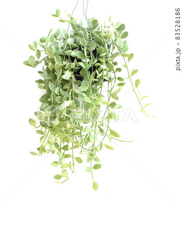 Green house ivy plant Hanging in flower pot isolated on white background Green house ivy plant Hanging in flower pot isolated on white background 83528186