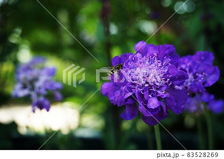 Butterfly Blue Pincushion Flower Blooming Butterfly Blue Pincushion Flower Blooming 83528269