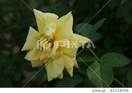 バラ園　伊豆の山々 83528506