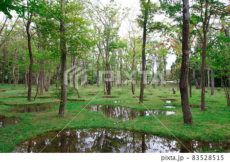 石上純也のアートビオトープ那須の水庭6 83528515