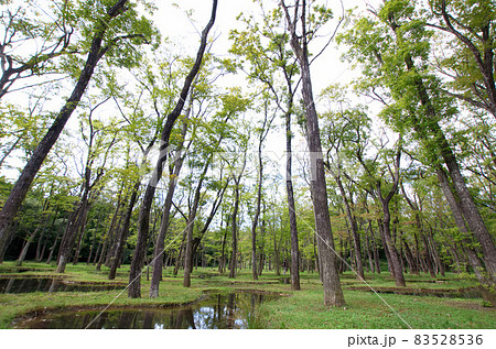 石上純也のアートビオトープ那須の水庭14 83528536