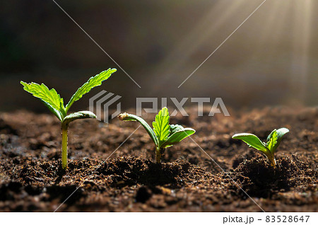 closeup small cannabis tree from seed growth step in garden closeup small cannabis tree from seed growth step in garden 83528647