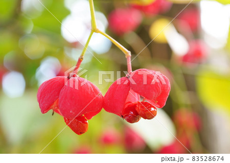 割れたマユミの実のアップ　 83528674