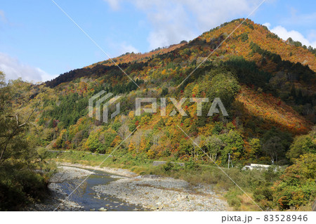 秋晴れの爼倉山の紅葉と伊南川の流れ　福島県只見町 83528946