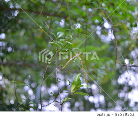 つる性植物・テイカカズラ（定家葛）の未熟な果実 83529552