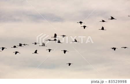 Flight of migrating cranes in cloud sky 83529998