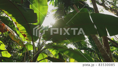 Goa, India. Big Green Leaves Of Banana Grass On Background Tall Palm Tree And Blue Sky In Summer Sunny Day. Bottom View. Wide Angle Goa, India. Big Green Leaves Of Banana Grass On Background Tall Palm Tree And Blue Sky In Summer Sunny Day. Bottom View. Wide Angle 83530085