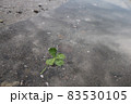 水面に浮く四つ葉 83530105