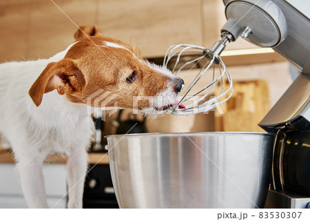 Dog lick electric kitchen mixer whisk Dog lick electric kitchen mixer whisk 83530307