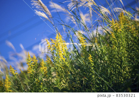 秋風にそよぐセイタカアワダチソウとススキの穂 秋風にそよぐセイタカアワダチソウとススキの穂 83530321