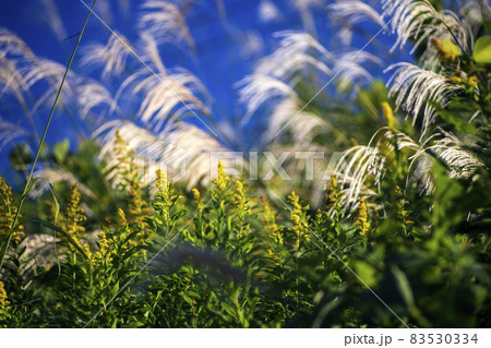 秋風にそよぐセイタカアワダチソウとススキの穂 秋風にそよぐセイタカアワダチソウとススキの穂 83530334