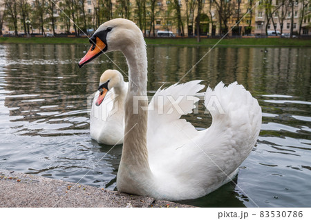Two graceful white swans swim in the pond in city park. Two graceful white swans swim in the pond in city park. 83530786