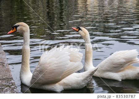 Two graceful white swans swim in the pond in city park. 83530787