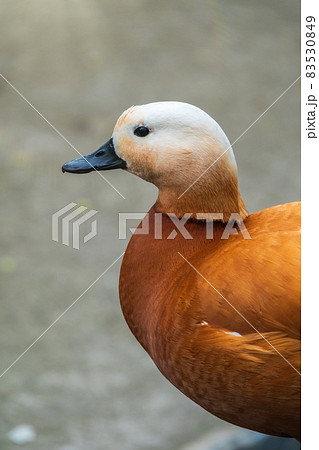 Ruddy shelduck Tadorna ferruginea stands on stone pavement Ruddy shelduck Tadorna ferruginea stands on stone pavement 83530849