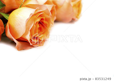 Background for Valentine's Day, March eighth, mother's Day, with pink roses. Isolated on a white background with space to copy Background for Valentine's Day, March eighth, mother's Day, with pink roses. Isolated on a white background with space to copy 83531249