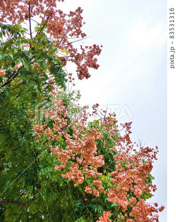 沖縄のタイワンモクゲンジ5 83531316
