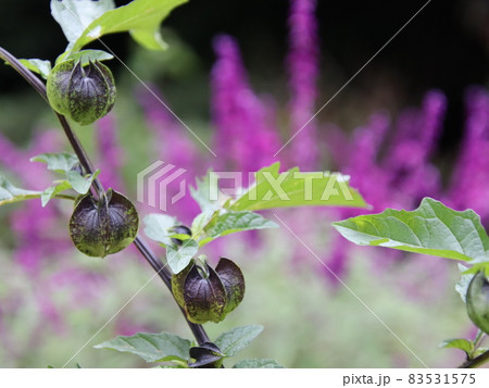 淡い紫色の花をつけるクロホオズキ 淡い紫色の花をつけるクロホオズキ 83531575