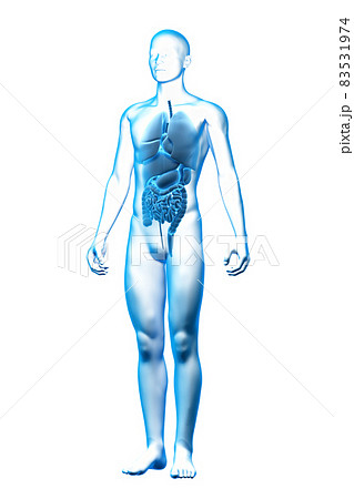 人の内臓の3Dモデル, 臓器, 医療と健康 83531974