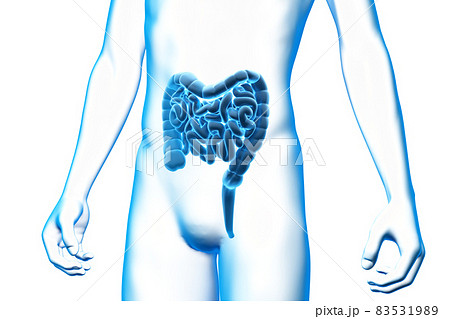 人體腸道、大腸、小腸3D模型，醫療保健-插圖素材[83531989] - PIXTA圖庫
