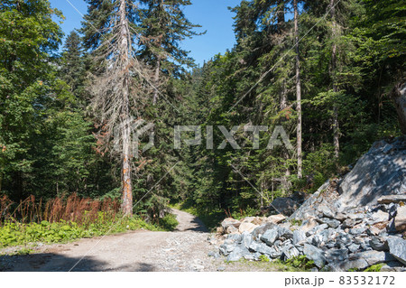 View forest scenes in national park Dombai, Caucasus, Russia, Europe View forest scenes in national park Dombai, Caucasus, Russia, Europe 83532172