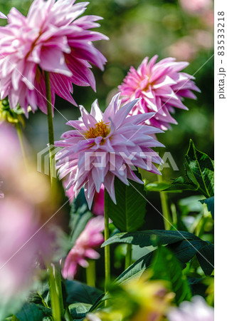 兵庫県・黒川ダリヤ園 83533218