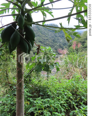 台湾の山に自生するパパイヤの木2 83533350