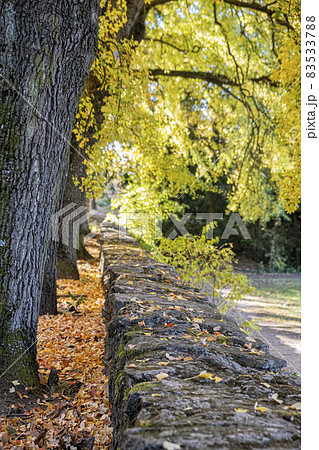 Autumn scenery in arboretum Tesarske Mlynany, Slovakia Autumn scenery in arboretum Tesarske Mlynany, Slovakia 83533788