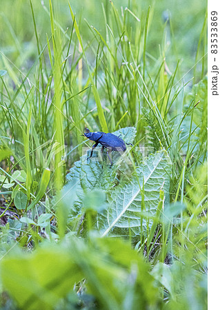 Female of European stag beetle 83533869