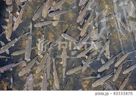 Leuciscus cephalus fish. Morske oko, East Slovakia Leuciscus cephalus fish. Morske oko, East Slovakia 83533870