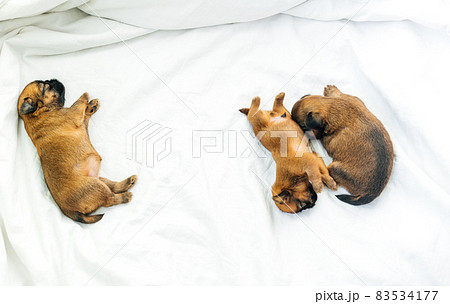 newborn puppies of breed brussels griffon red color sleeping on a white background 83534177