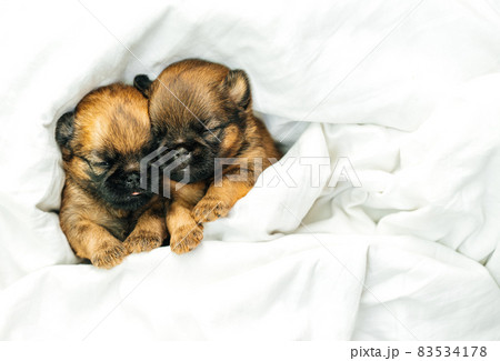 newborn puppies brussels griffon sleeping under a white blanket 83534178