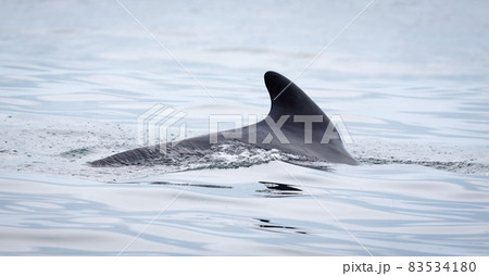 Pilot whale (Globicephala melas) breathing on the surface, Atlantic Ocean 83534180