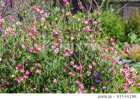 Sweet Pea (Lathyrus odoratus) 83534196