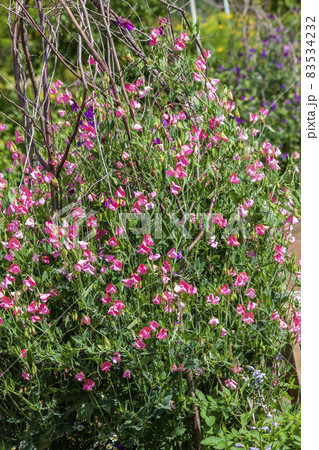 Sweet Pea (Lathyrus odoratus) 83534232