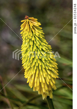 Kniphofia 'Wrexham Buttercup' Kniphofia 'Wrexham Buttercup' 83534248