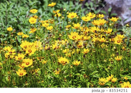 Coreopsis lanceolata 'Sterntaler' 83534251