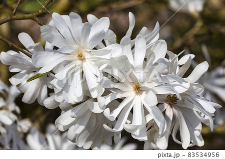 Magnolia Stellata Magnolia Stellata 83534956