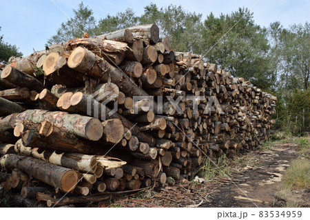 切り出された丸太 広葉樹 83534959