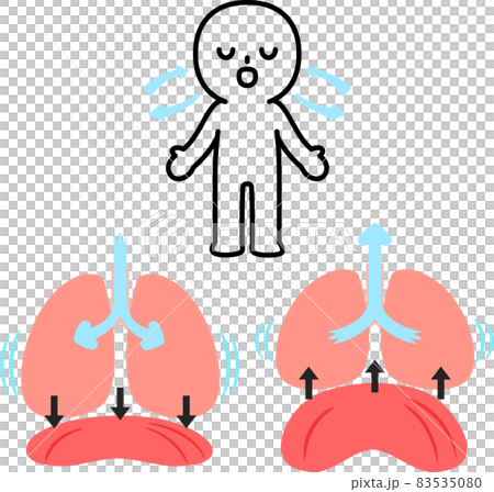 呼吸時的肺、橫膈膜和人 83535080