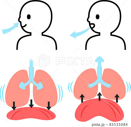 呼吸時の肺と横隔膜と人物のイラスト素材