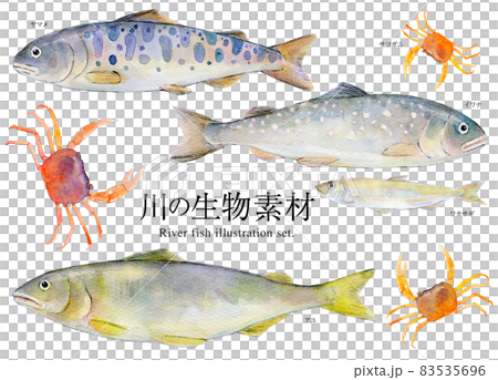 川の生物　セットイラスト  83535696