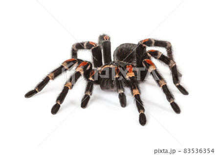 Tarantula spider, Brachypelma Boehmei, on white background 83536354