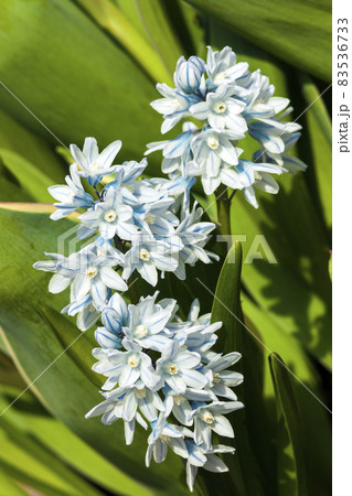 Puschkinia scilloides 83536733